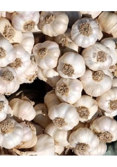 Tohumluk Taşköprü Sarımsağı 100 GR