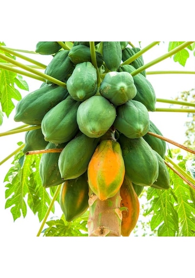 Papaya Fidanı 2 Yaş 50 Cm