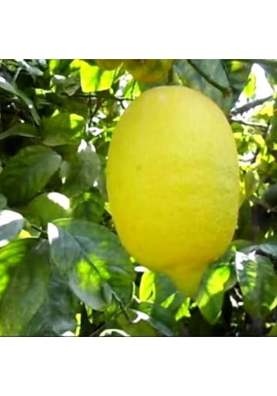 Tüplü Enter Limon Fidanı