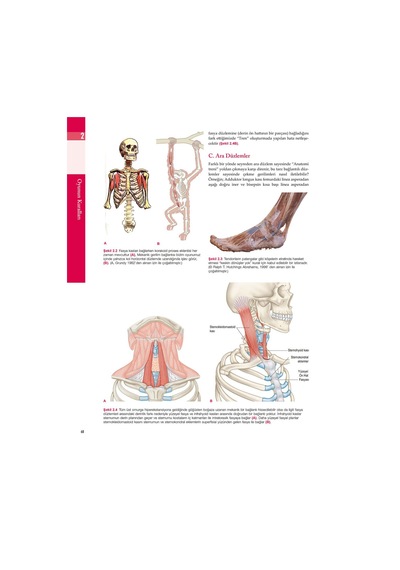 Anatomy Trains - Myers | Türkçe