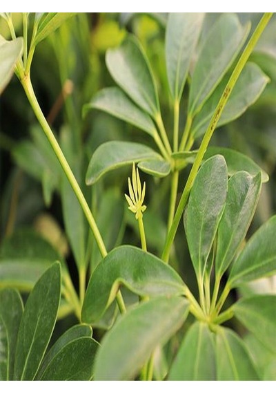 Serada Decor Plant Yeşil Şeflera Tek Dallı Salon Bitkisi Schefflera 70-80 Cm İç Mekan Bitkisi