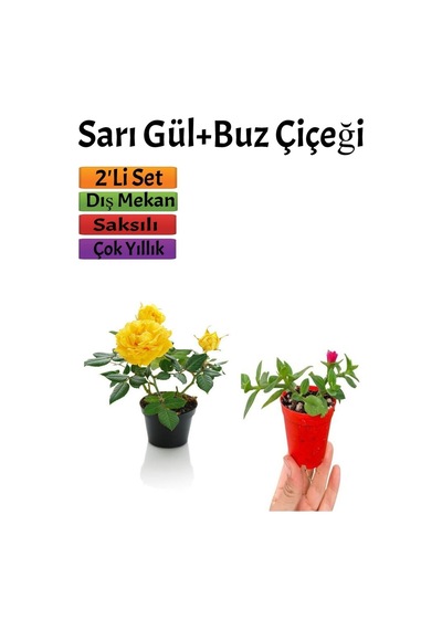 Sarı Gül Fidanı+ Buz Çiçeği Fidanı Seti 15-25 Cm Saksılı Dış Mekan Bitkileri