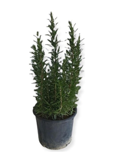 Aromatik Bitkiler, Mis Kokulu, 6'lı Set, Mercan Köşk, Lavanta, Lavantin, Biberiye, Kekik, Adaçayı