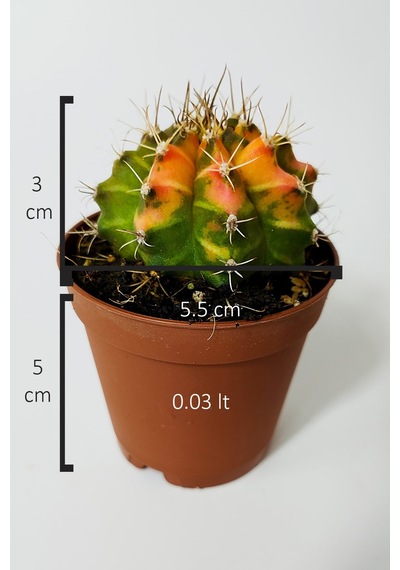 Gymnocalycium Mihanovichii Variegata Köklü Çok Renkli Küçük Boy K