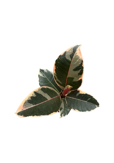 Ficus Elastica 'tineke' Kauçuk Çiçeği Ø10,5 Cm 20-25 Cm