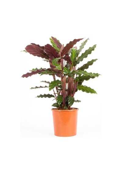 Kaladya Calathea Rufibarba Wavestar Fidanı 10-20 Cm