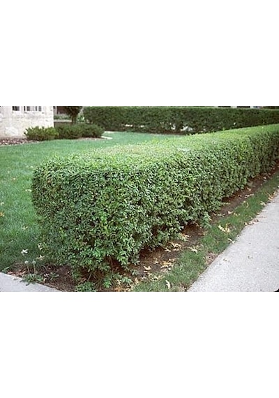 Ligüstrüm Lüküstürüm Ligustrum Japonica Kurtbağrı Fidanı 40- 80 Cm