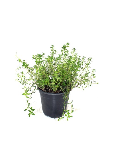Kekik Fidanı - Thymus Serpyllum