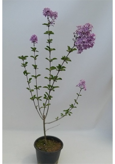 Mis Kokulu 1 Adet Leylak Ağacı Fidanı 70-120cm Saksılı LeTree Sapling