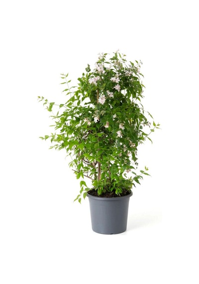 Kokulu Çin Yasemini Çiçeği 1 Adet Saksılı/tüplü 40-60cm Jasminum