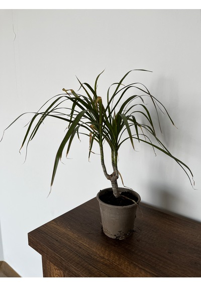 Dragon Ağacı - Dracaena Marginata Dragonağacı