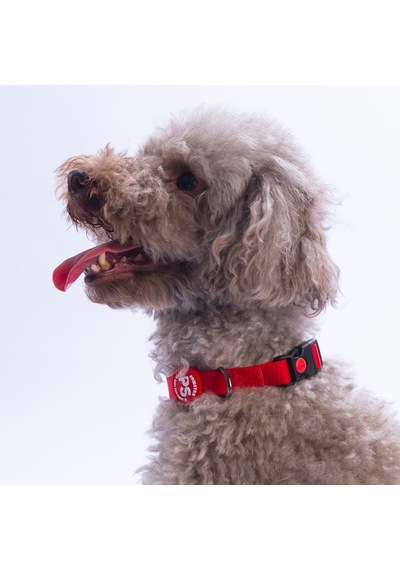 Kırmızı Köpek Boyun Tasması Ayarlanabilir Köpek Tasması