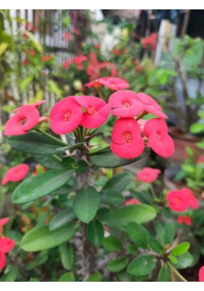 Videolu Pembe Milli Dikenler Tacı Dolgun Çiçekli 1 Adet Saksılı 20-40 Cm Salon Kaktüsü Euphorbia