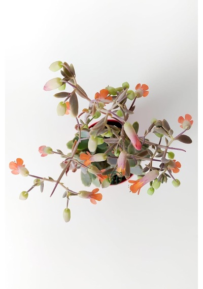 Bryophyllum Fedtschenkoi Kalanchoe Sukulent 8.5 Cm Saksıda