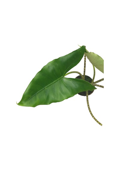 Alocasia Zebrina Fil Kulağı Ø17 Cm Y50-60 Cm