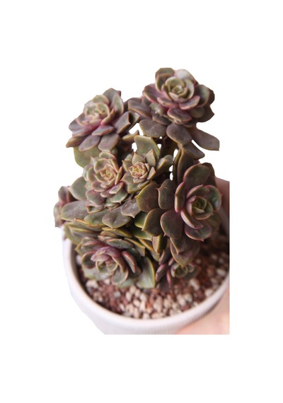 Echeveria Da Hong Pao - Sukulent Haangarden