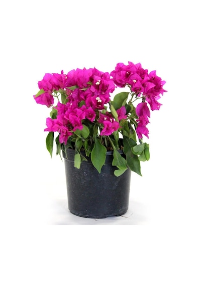 Begonvil Fidanı Mor 25 Cm Çiçek Bougainvillea