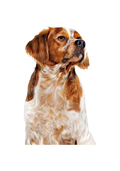 Royal Canin Loaf Mousse Orta Irk Yetişkin Köpek Ödül Maması Konserve 410 G