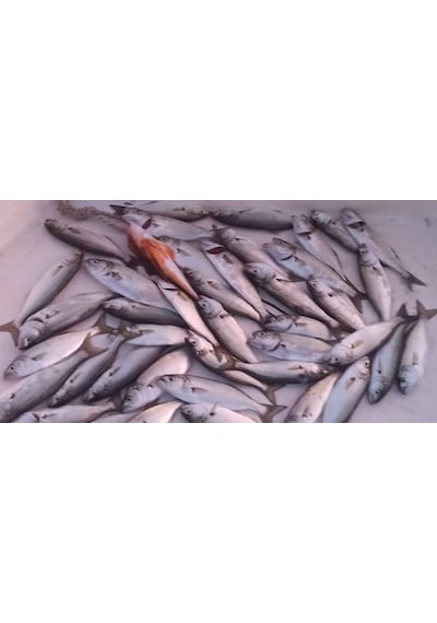 Sardin2 29gr - Sahte Yem Kaşık Rapala - Levrek, Palamut, Lüfer, Ç