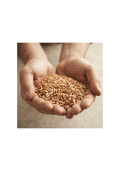 1 Kg Doğal Ve Kaliteli Buğday - Kümes Hayvanları, Tavuk Ve Güvercin Yemi / Tohumluk Ve Besinlik