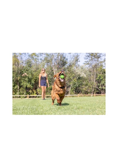 Erratic Ball Köpek Oyun Topu Büyük Boy