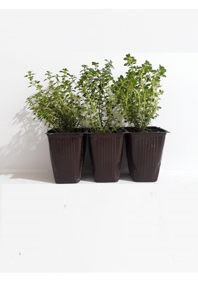 Fide Sepeti Limonlu Kekik Fidesi (3Lü Ambalaj) 334695683