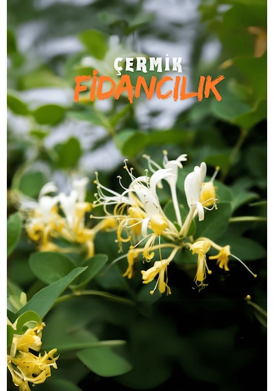 Kokulu Hanımeli Sarmaşık Fidanı