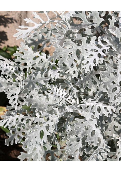 Gümüşi Cineraria Senecio Cineraria Fidanı - Bahçenize Zarif Bir