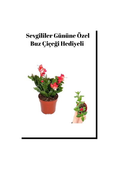 Anneler Gününe Özel Kırmızı Renk Yılbaşı Çiçeği Buz Çiçeği Hediyeli