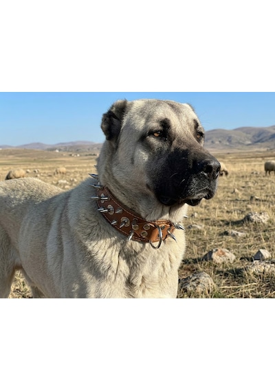 Deri Çivili Pitbull Kangal Av Köpekleri Koruma Tasması 80x5 Cm 2xl Beden Kahverengi