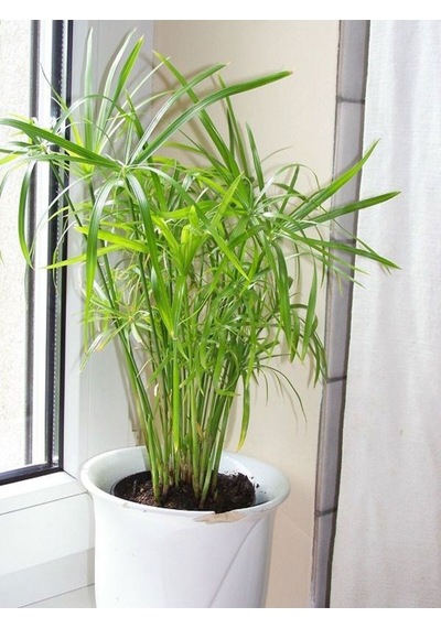 Salon Dekor Bitkisi Japon Şemsiyesi 1 Adet Saksıl 20-40 Cm Cyperus Alternifolius