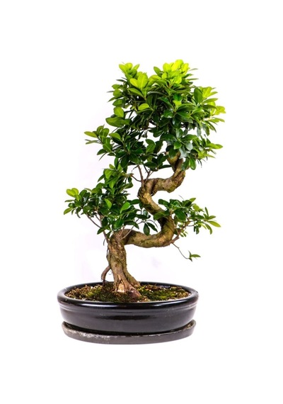 Bodur Bonsai Defne Ağacı Tohumu Akdeniz Defnesi Tohumu Ekim Seti 3 Adet Tohum + Toprak + Saksı