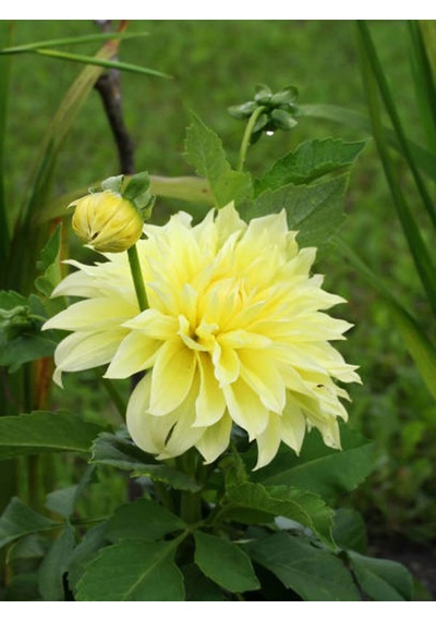 Videolu Sarı Yıldız Çiçeği Dalle Çiçeği 1 Adet Saksılı 20-60 Cm Bahçe Teras Bitksi Dahlia