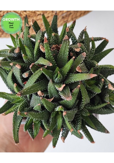 Haworthia Fasciata Variegata 1 Adet