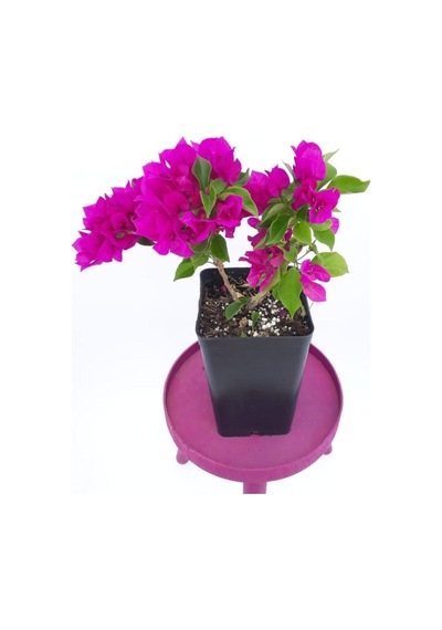 1 Adet Pembe Renk Bodur Begonvil Çiçeği Fidanı 25-45 Cm Saksılı/tüplü Çiçekli Bodur Bitkiler Pink Bougainvillea