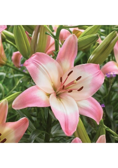Sorocaba Lilium Zambak Çiçeği Soğanı 2 Adet