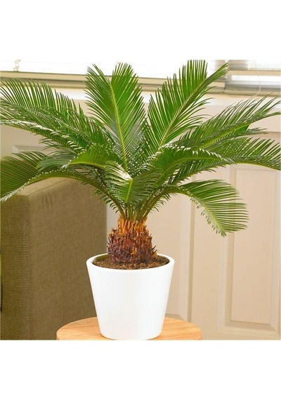 Cycas Tohumu Ekim Seti 3 Tohum Sikas Tohumu +Saksı+Toprak+