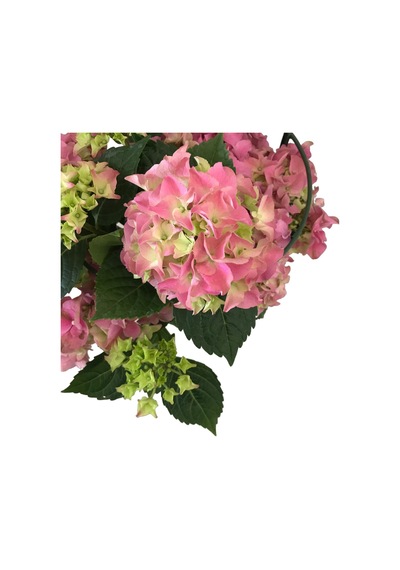 Hydrangea Macrophylla Pink (Pembe Ortanca) Ø17 CM 35-40 CM
