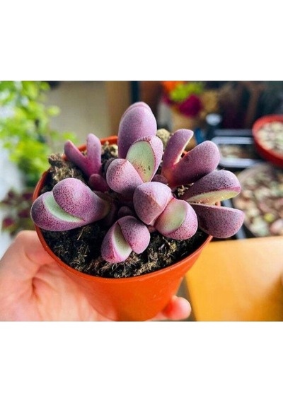 10 Adet Tanquana Prismatica Mesemb Succulent Tohumu