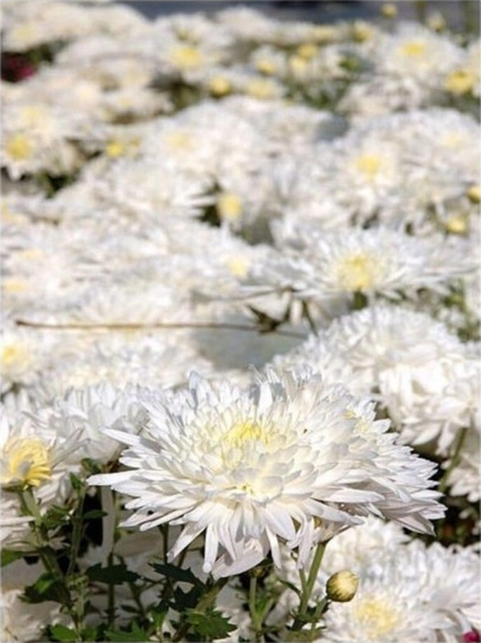 Beyaz Renk Kasımpatı Çiçeği Fidanı 10-20 Cm White Chrysanthemum
