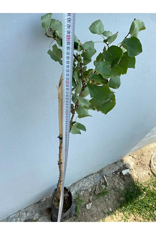 Şekerpare Kayısı Fidanı - 2 Yaş Tüplü, Canlı, Sağlıklı 140 Cm