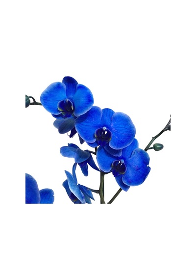 Phalaenopsis Blue (Mavi Orkide)12 CM 70-80 CM