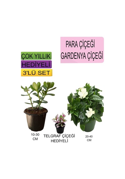 3'lü Set Para Çiçeği+gardenya Çiçeği+hediyelik Telgraf Çiçeği