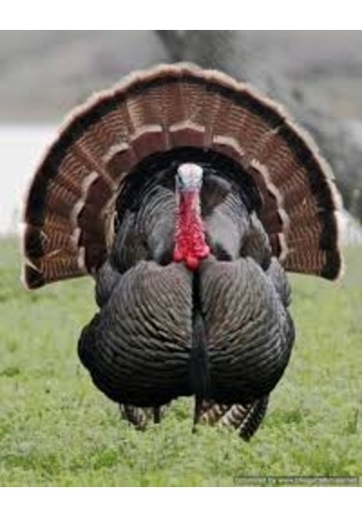 Misir Buğday Karişimi Özel Yem Tavuk - Hindi - Ördek - Güvercin 3  Kilo