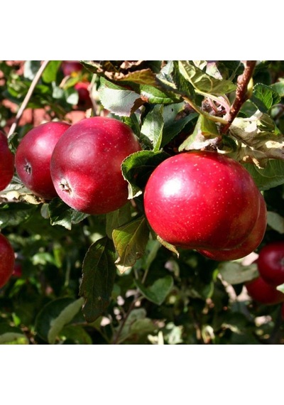 Tüplü Aşılı Yarıbodur Aromalı Early Red One Elma Fidanı