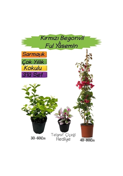 Kırmızı Renk Begonvil+kokulu Ful Yasemin+telgraf Çiçeği 3'lü Peyzaj Seti
