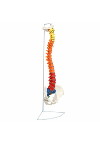 Esnek Didaktik Omurga Modeli, 85 Cm, Pelvis Ve Sinirleri İçeren - Omurga Maketi 01