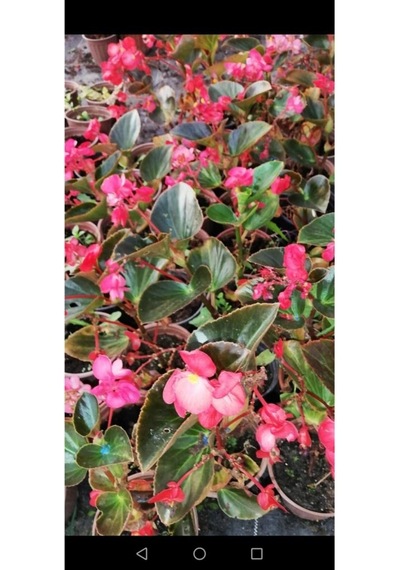 Begonya Çiçeği Fidanı 10-20 Cm Pembe