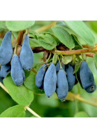 2 Yaş Bal Yemişi Fidanı Lonicera Caerulea Tatlı Ve Besleyici