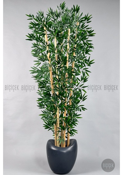Zen Bambu Ağacı 240 Cm Antresit Bone Saksıda